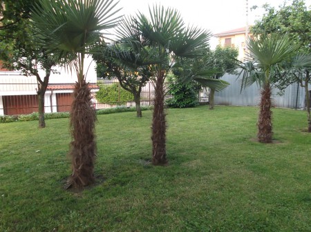 Palma Trachycarpus
